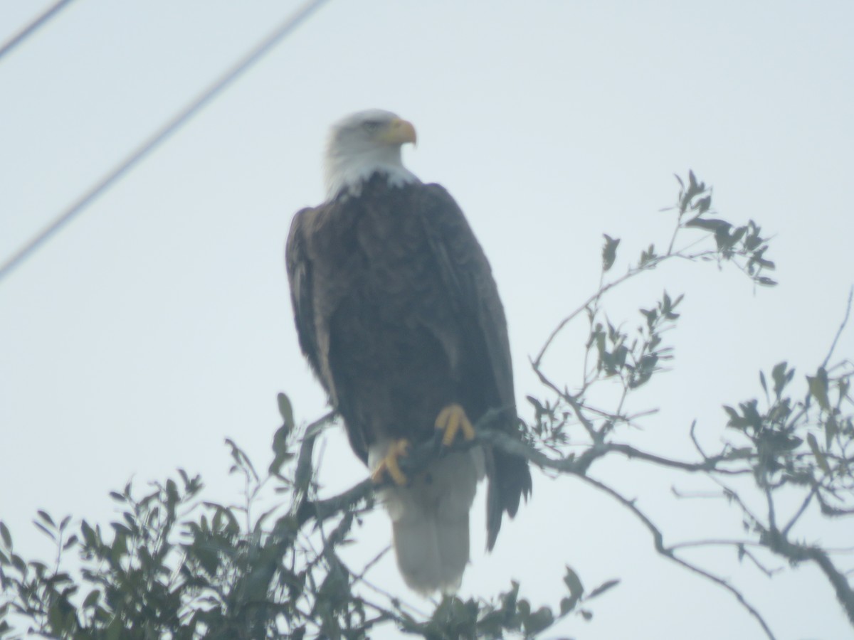 Bald Eagle - ML612012140