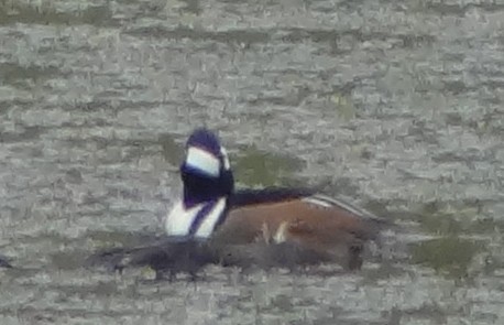 Hooded Merganser - ML612012145