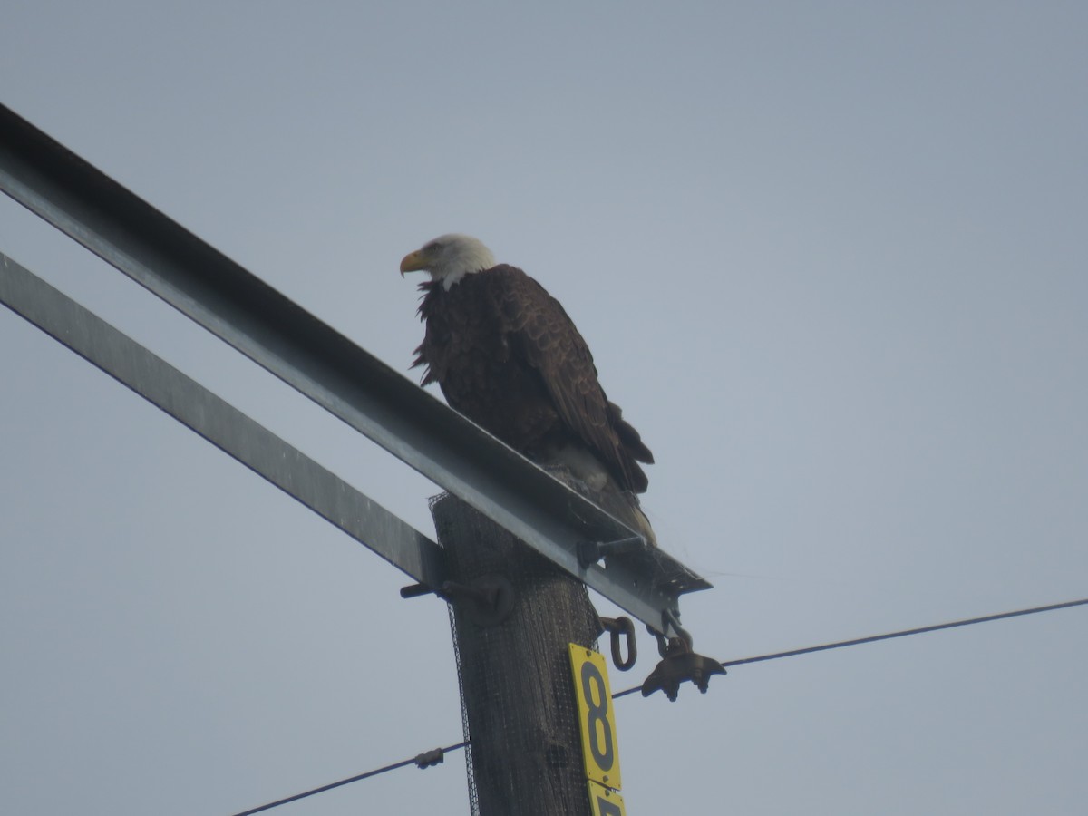 Bald Eagle - ML612012165