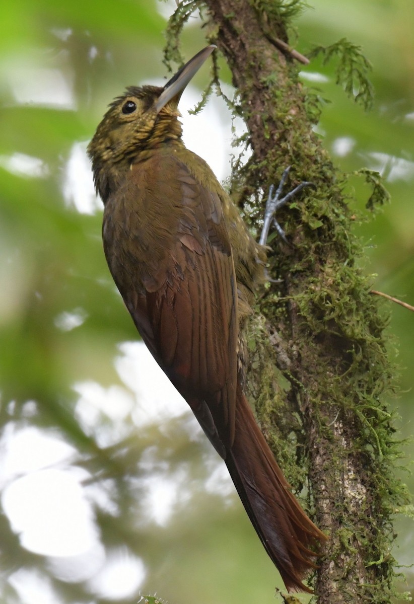 Spotted Woodcreeper - Ernest Crvich