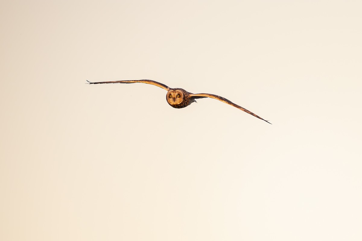Short-eared Owl - ML612012298