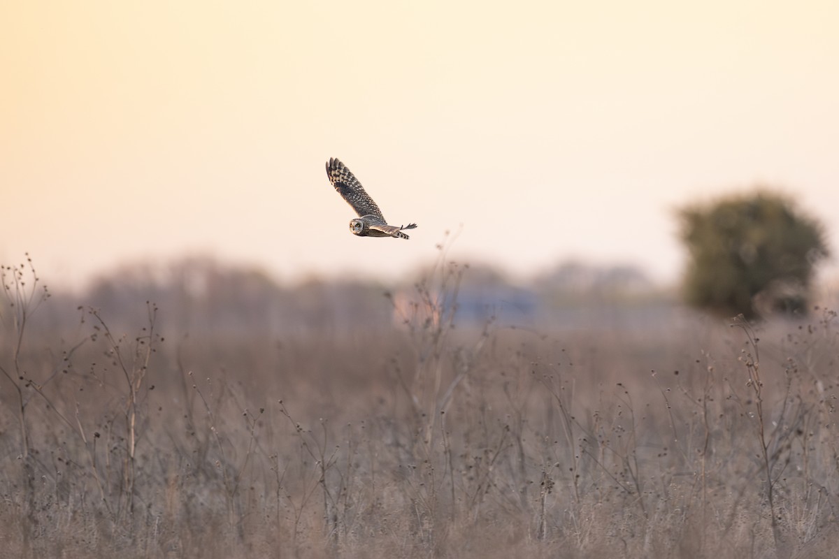 Short-eared Owl - ML612012301