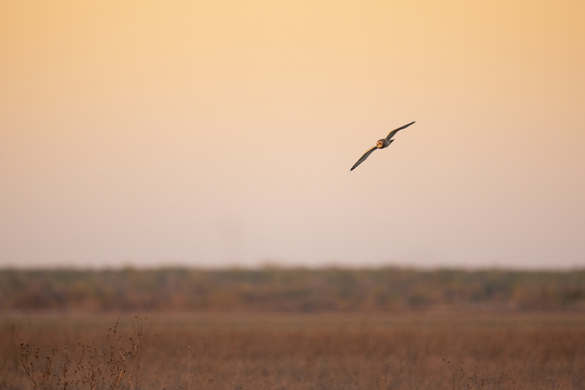 Short-eared Owl - ML612012302