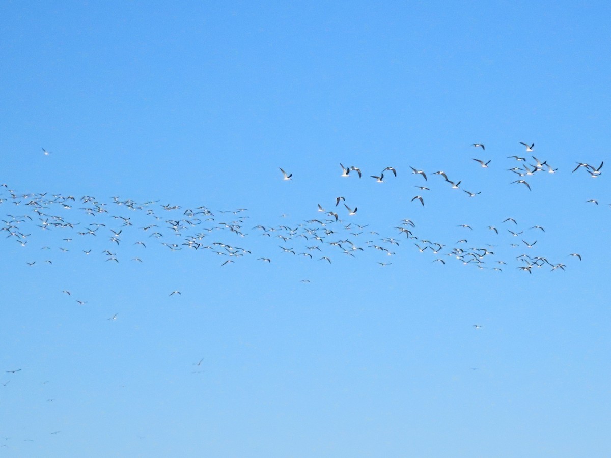 Black Skimmer - ML612012366