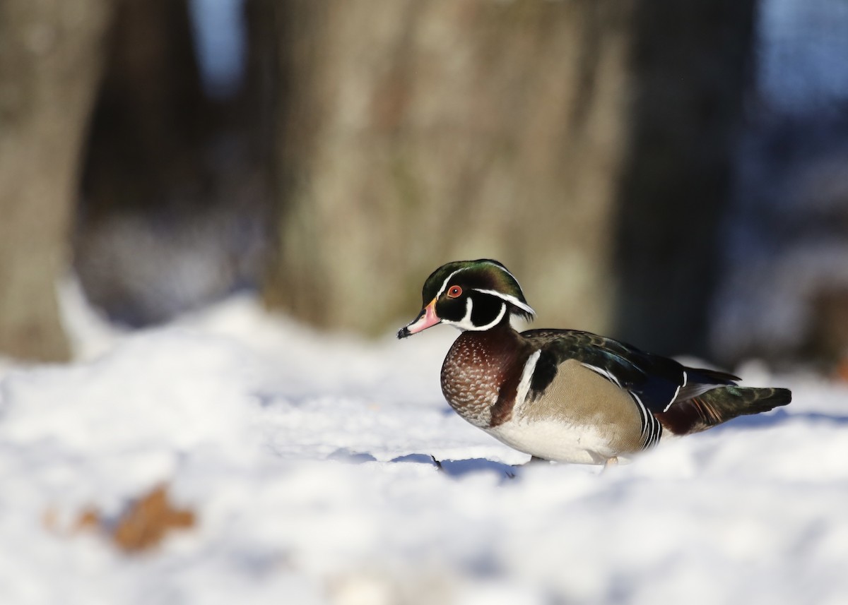 Wood Duck - ML612012387