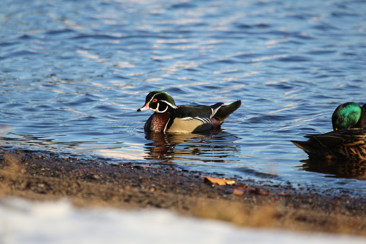 Wood Duck - ML612012389