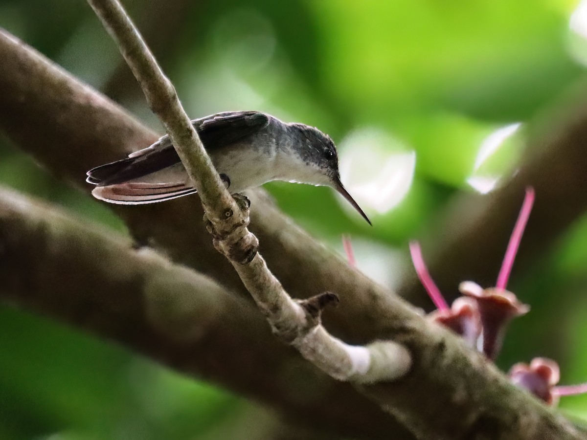 White-bellied Emerald - ML612012430