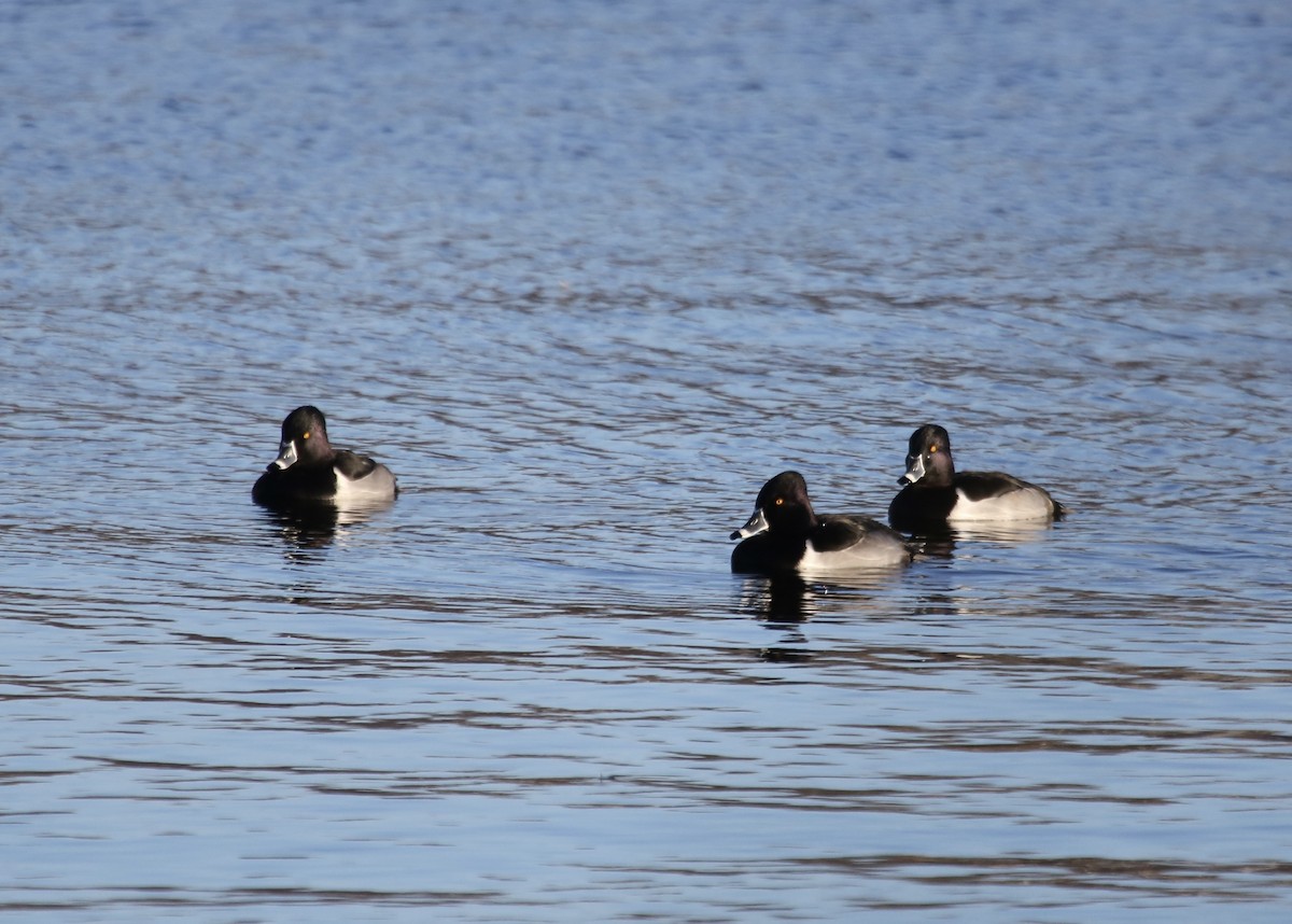 Ring-necked Duck - ML612012434