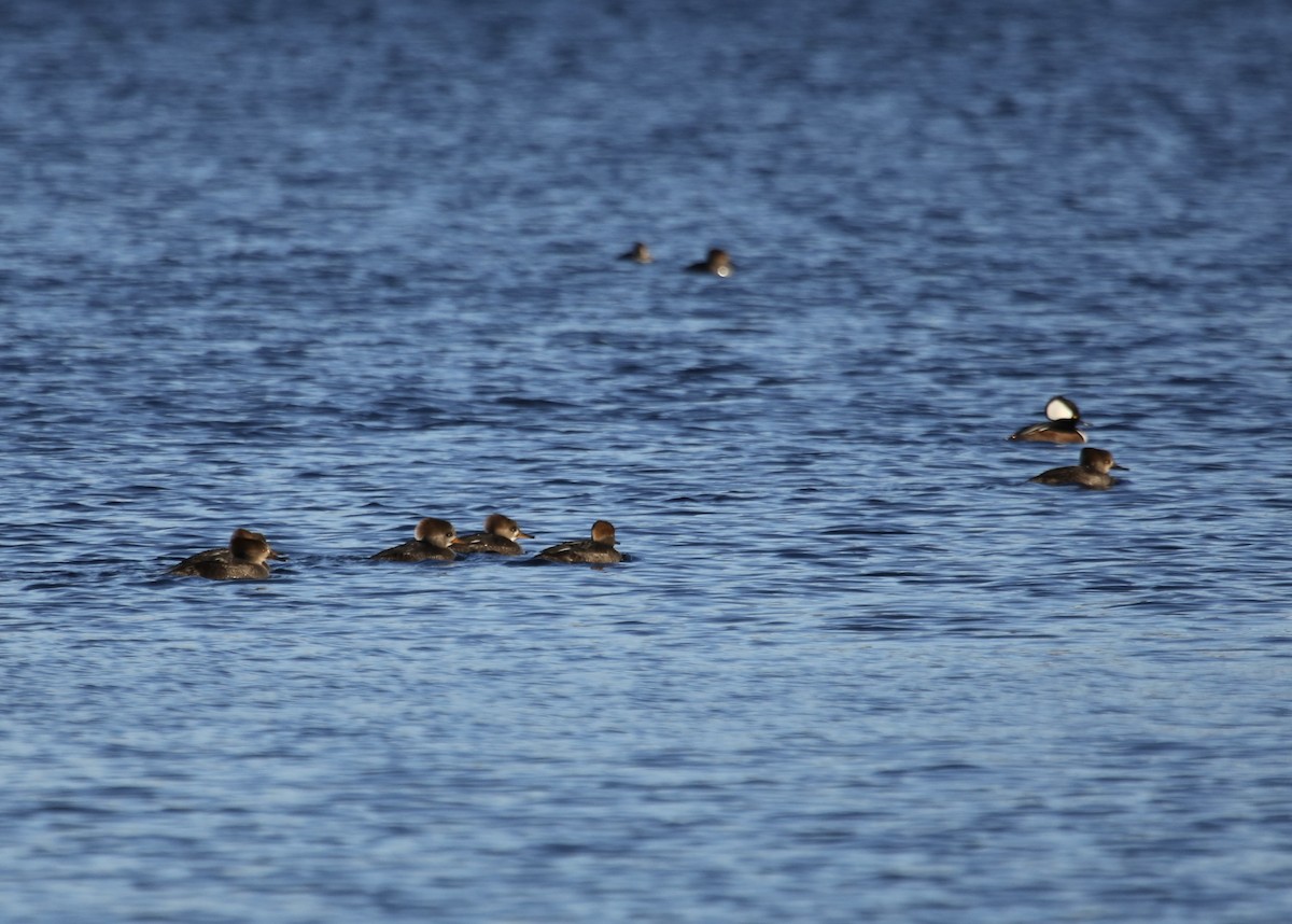 Hooded Merganser - ML612012471