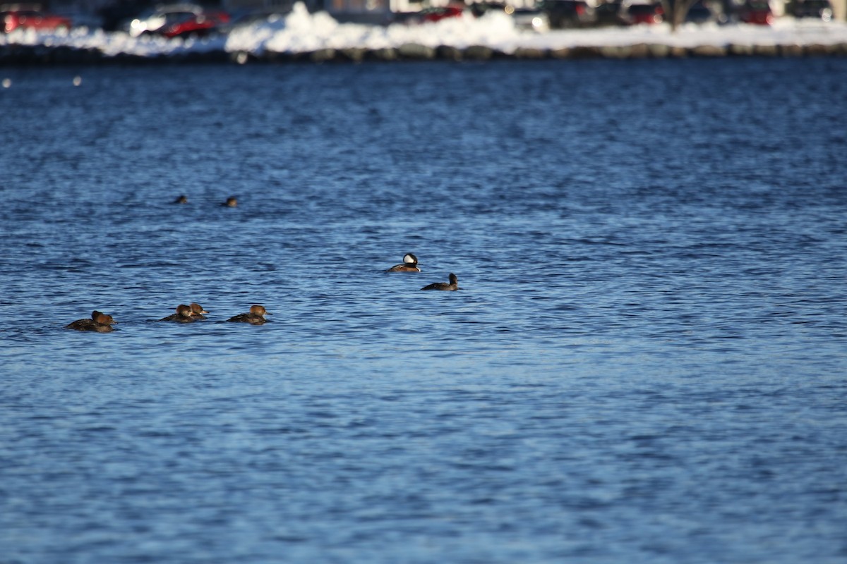 Hooded Merganser - ML612012473