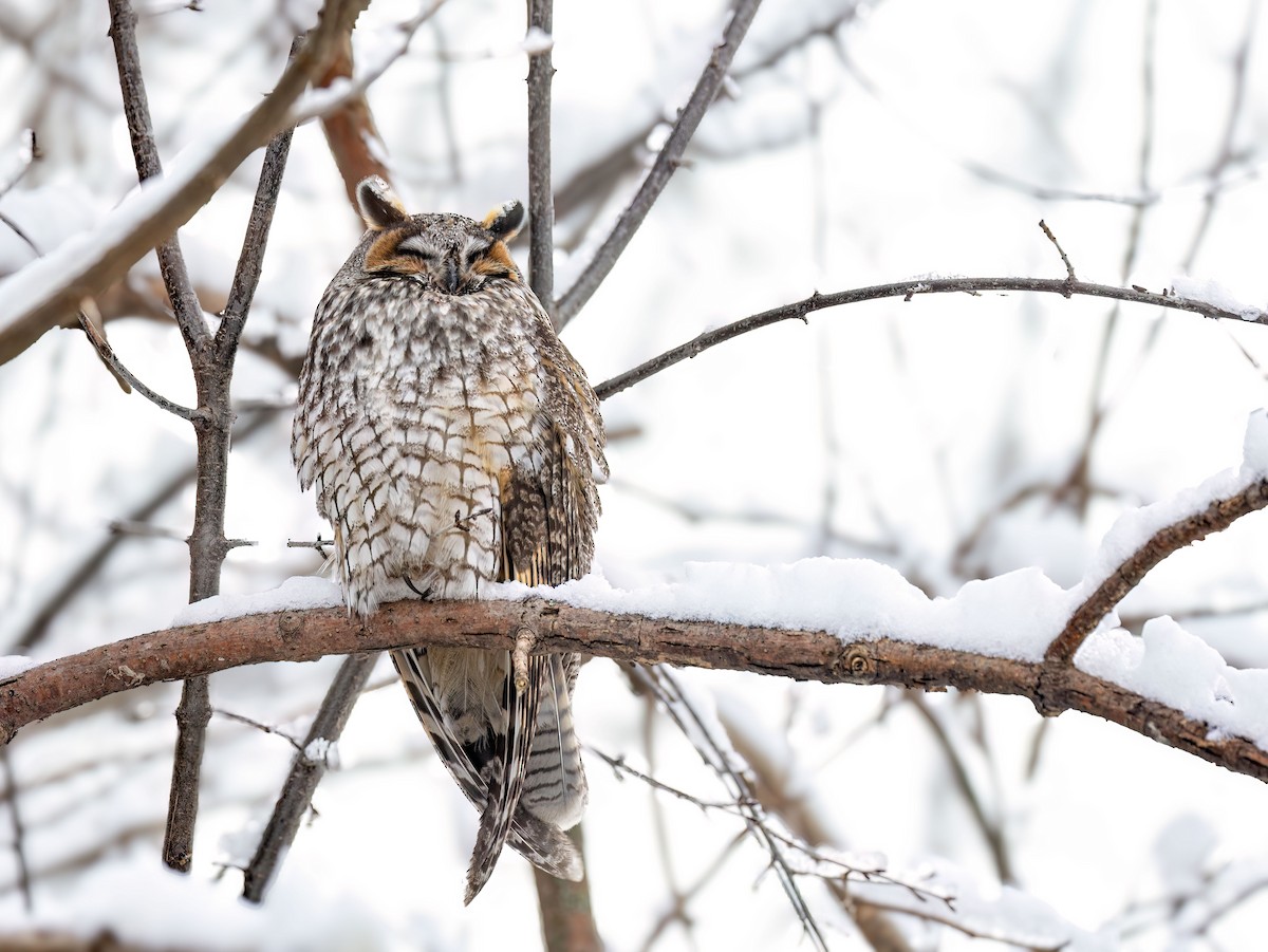 Long-eared Owl - ML612012499