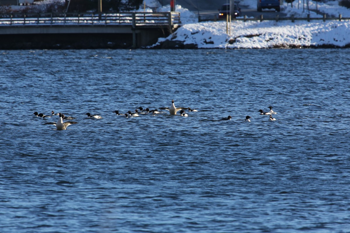 Common Merganser - ML612012556