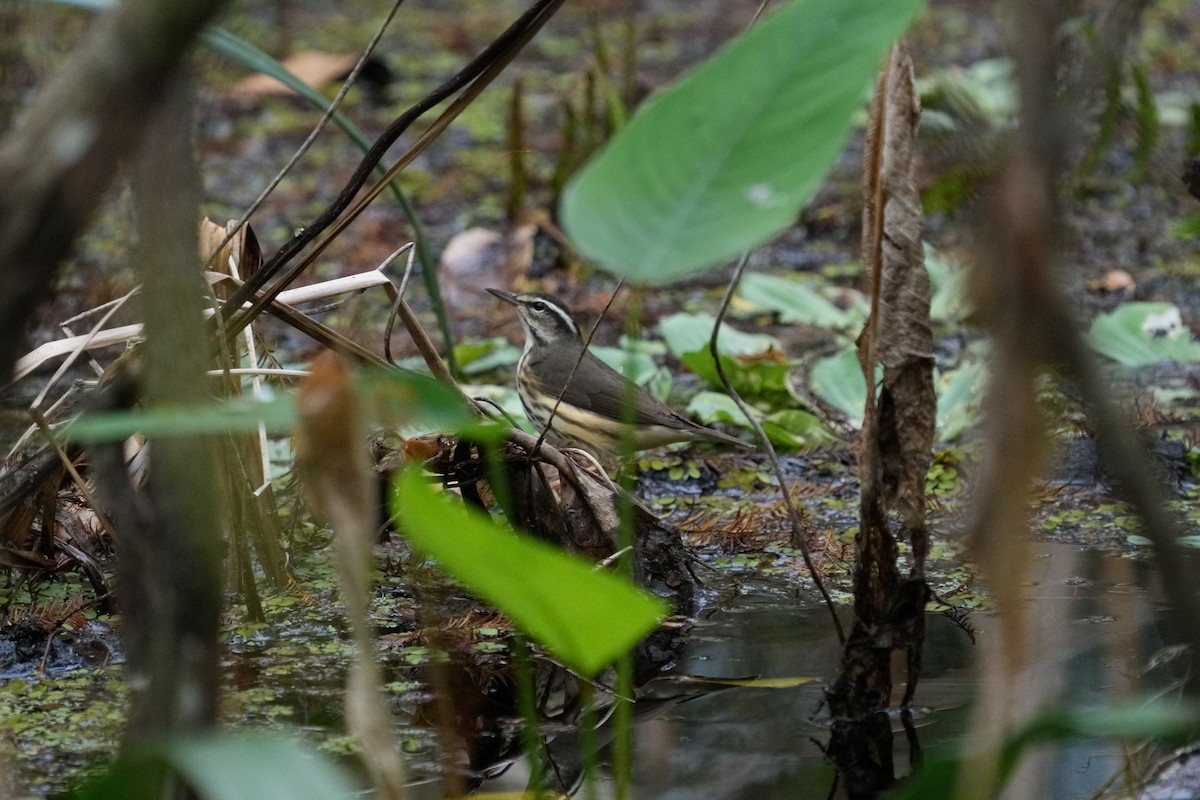 Louisiana Waterthrush - ML612012619