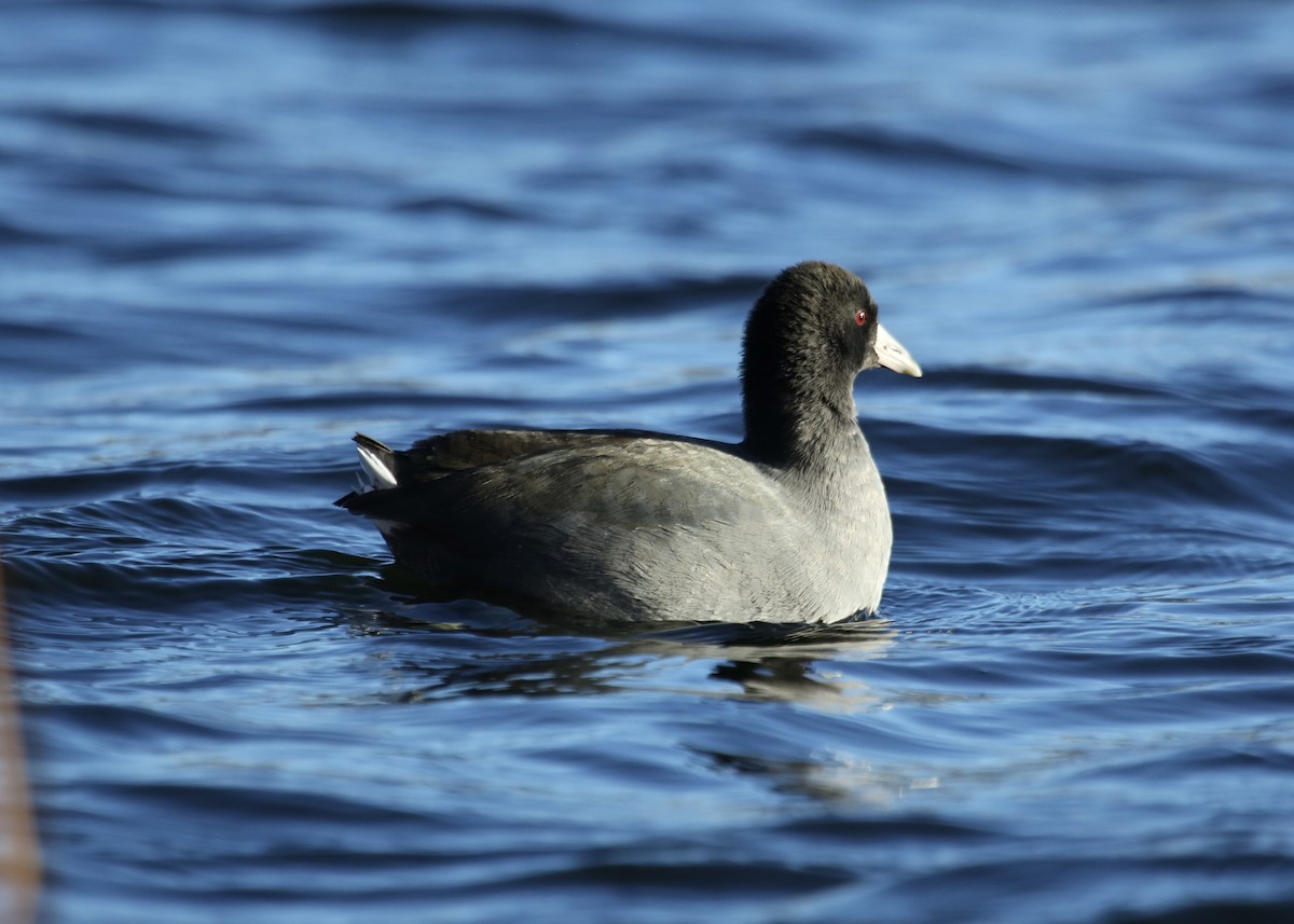 American Coot - ML612012685