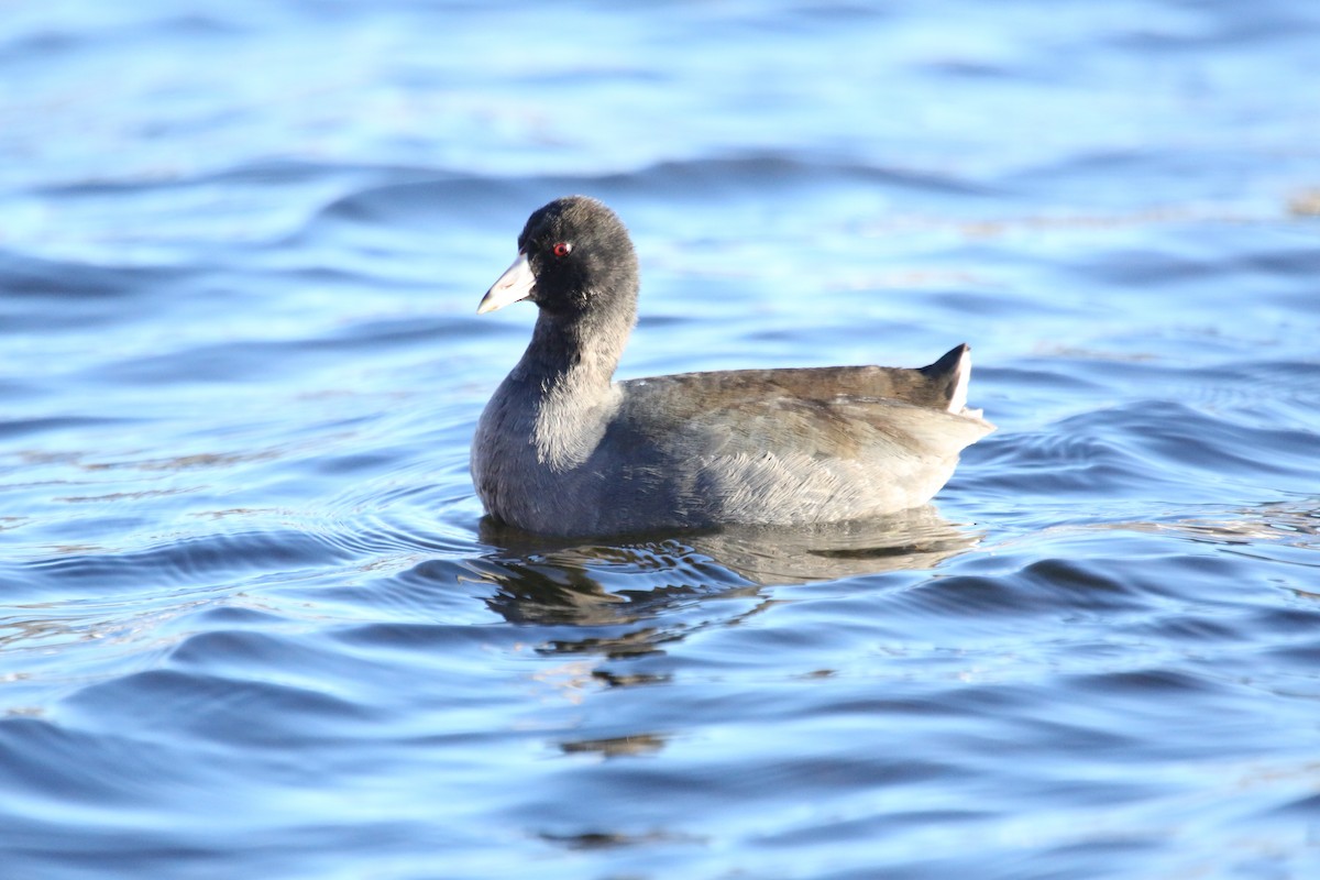 American Coot - ML612012686