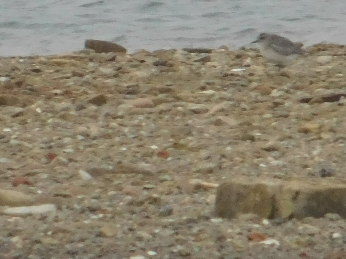 Black-bellied Plover - ML612012727