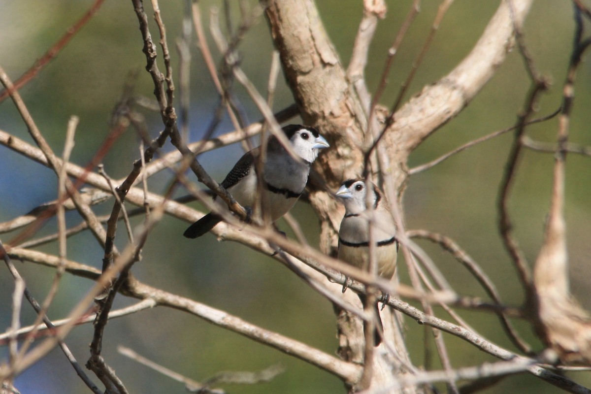 Double-barred Finch - ML612012746