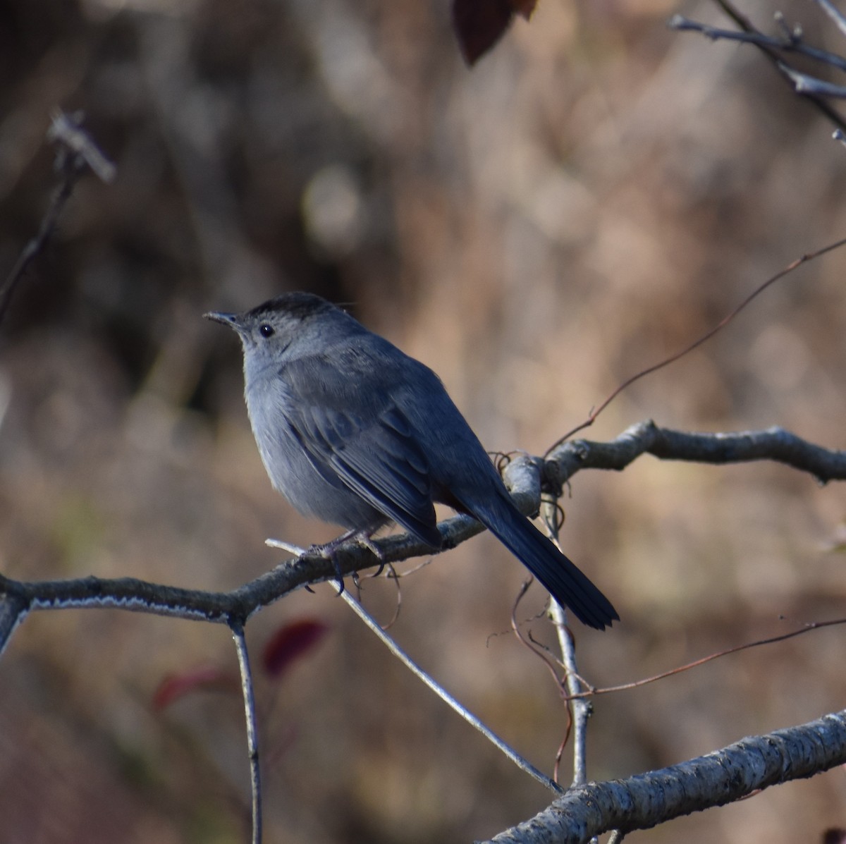 Pájaro Gato Gris - ML612012752