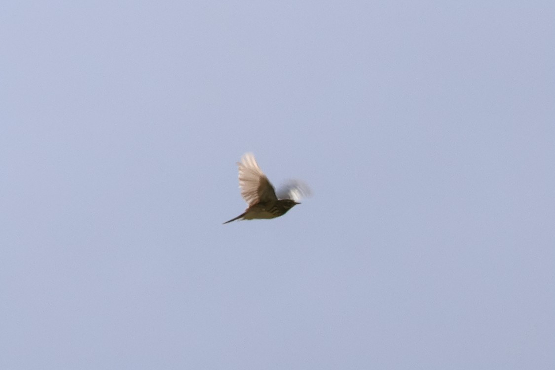 Meadow Pipit - Alexandre Hespanhol Leitão