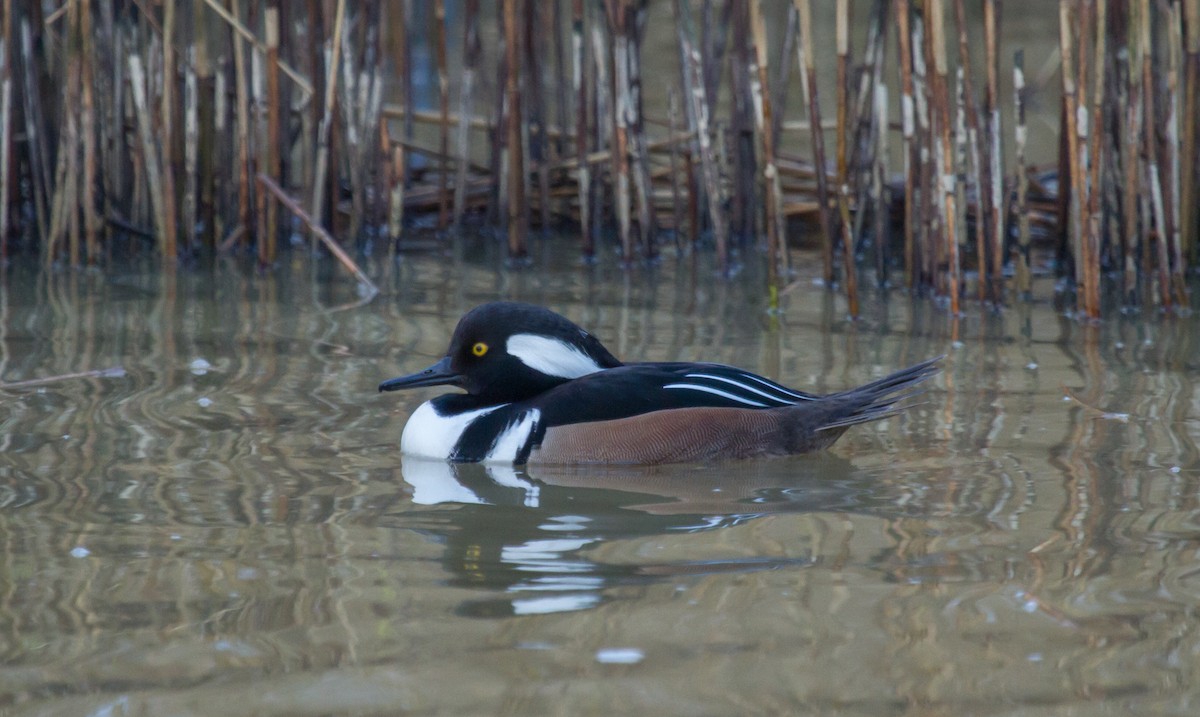 Hooded Merganser - ML612013001