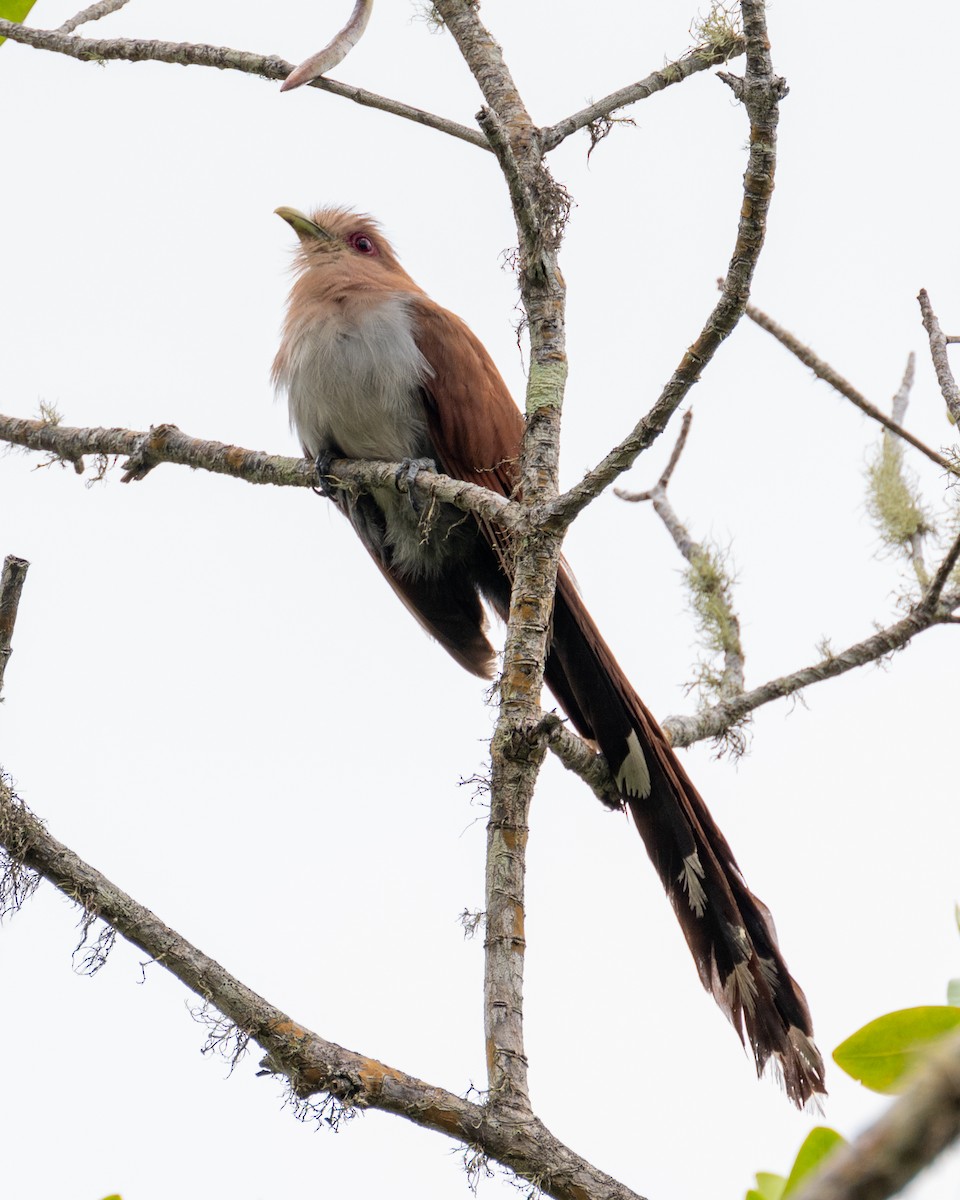 Squirrel Cuckoo - ML612013004