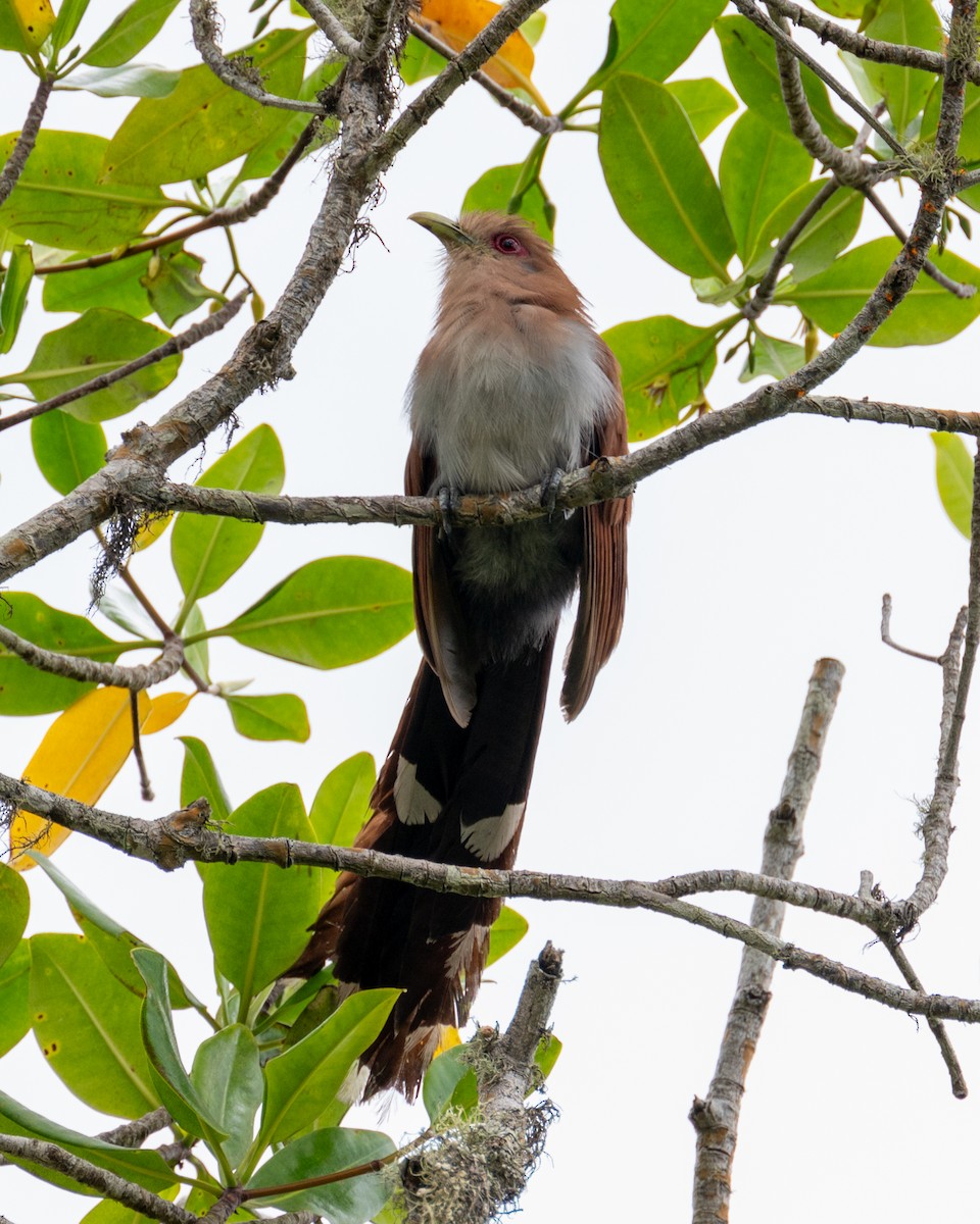 Squirrel Cuckoo - ML612013005