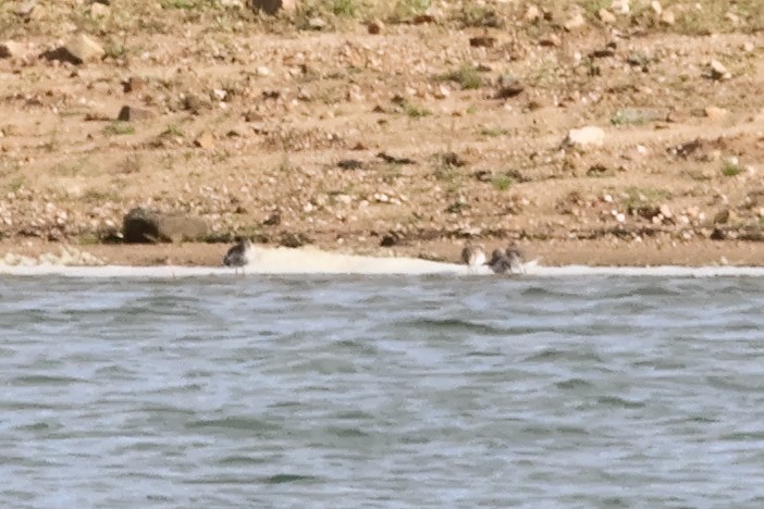 Dunlin - ML612013006