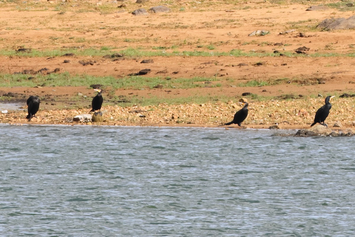 Great Cormorant - Alexandre Hespanhol Leitão