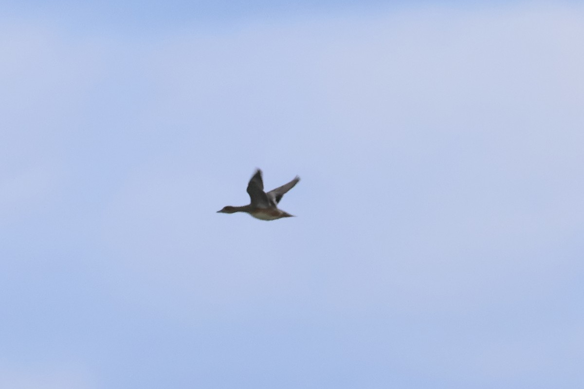 Eurasian Wigeon - ML612013036