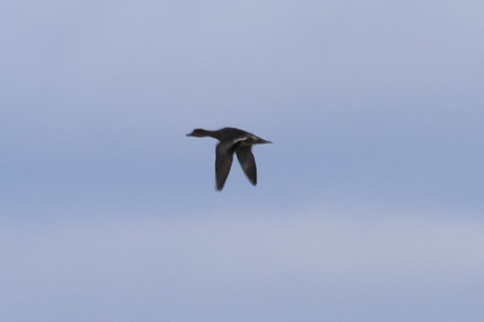 Eurasian Wigeon - ML612013037