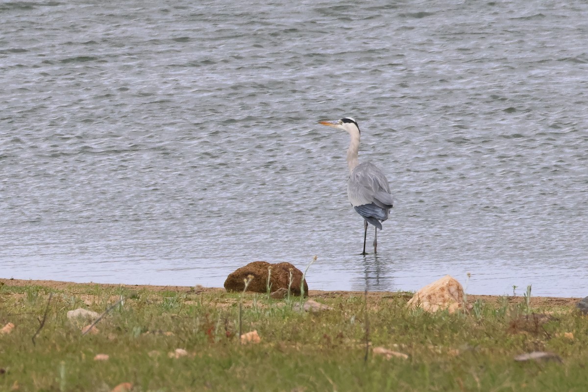 Garza Real - ML612013062