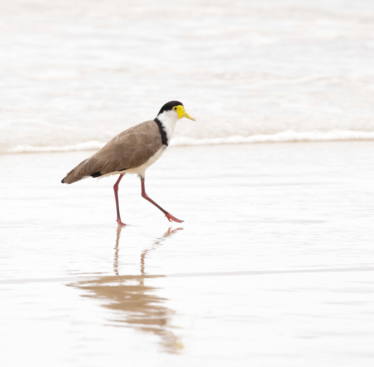 Masked Lapwing - ML612013085