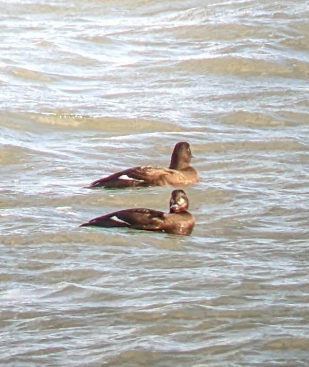 White-winged Scoter - ML612013109