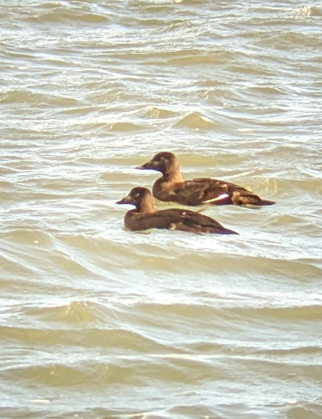 White-winged Scoter - ML612013111