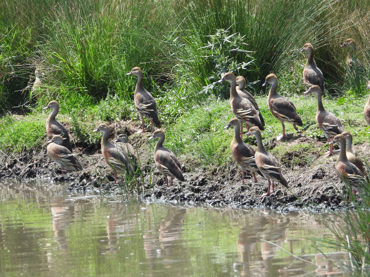 Plumed Whistling-Duck - ML612013114