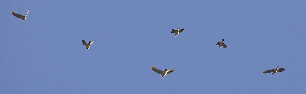 Band-tailed Pigeon - ML612013117