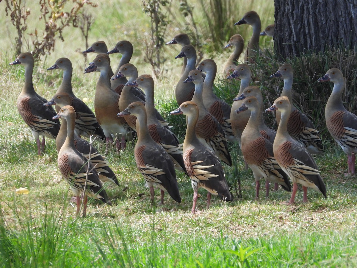 Plumed Whistling-Duck - ML612013187