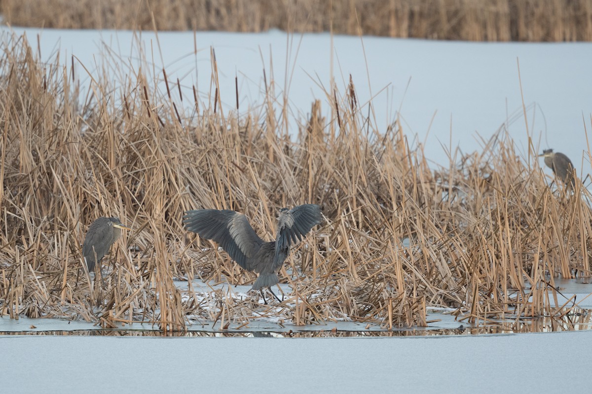 オオアオサギ - ML612013195