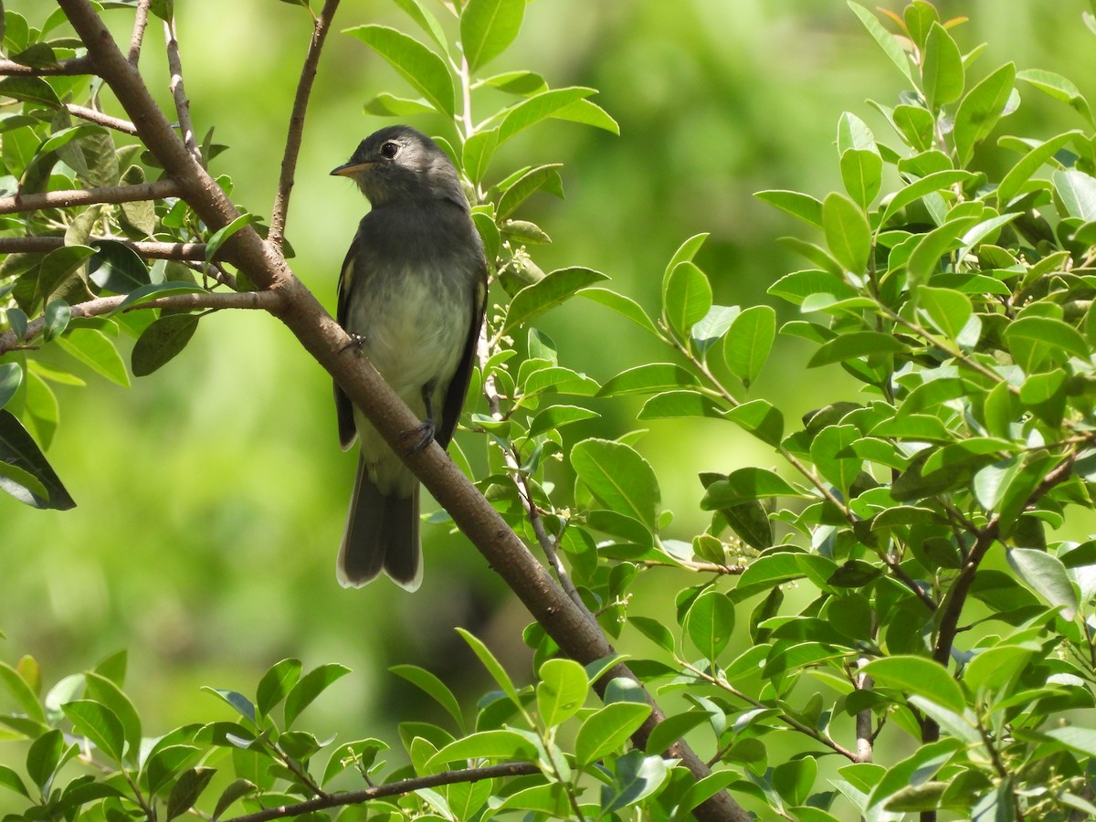 Slaty Elaenia - ML612013317