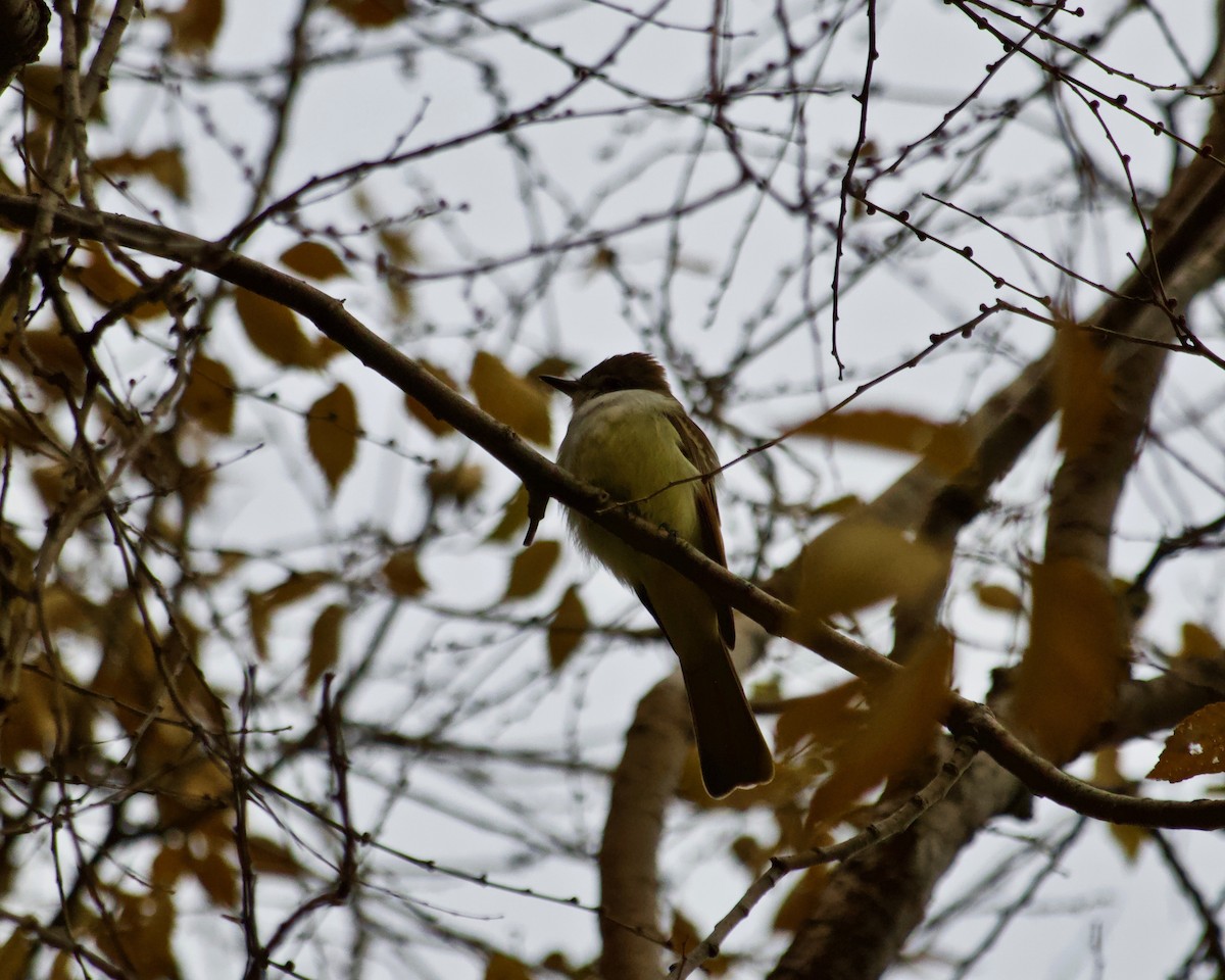 Ash-throated Flycatcher - ML612013369