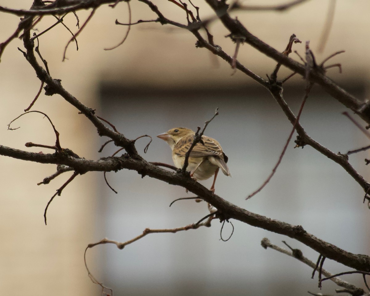 Dickcissel - ML612013371