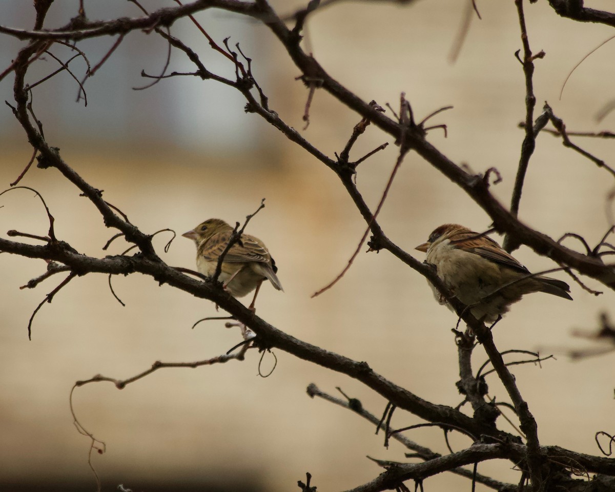 Dickcissel - ML612013372