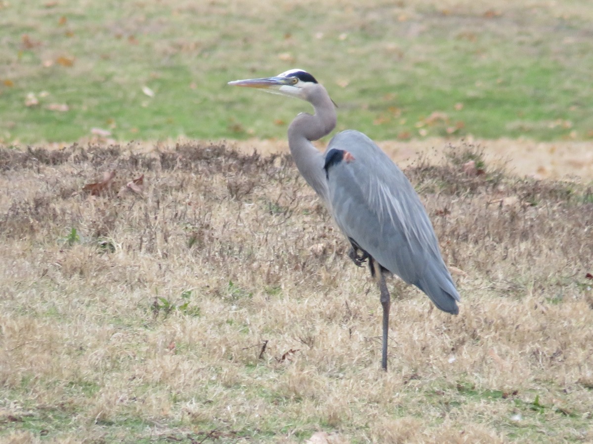 Great Blue Heron - ML612013375