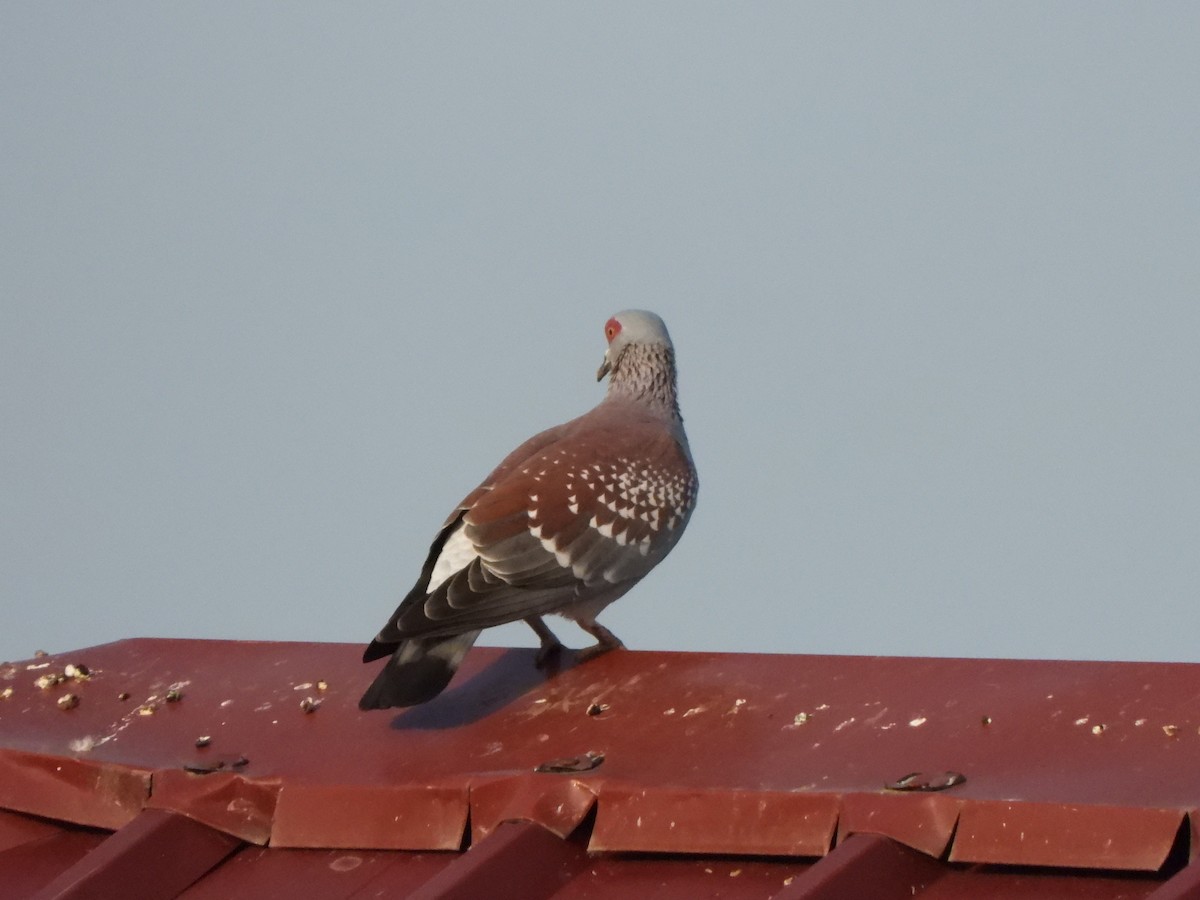 Speckled Pigeon - ML612013514