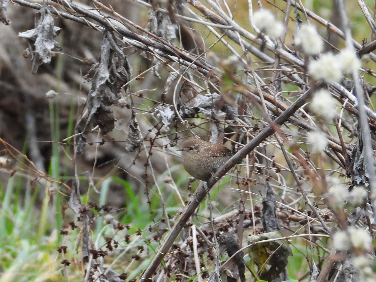 Winter Wren - ML612013536