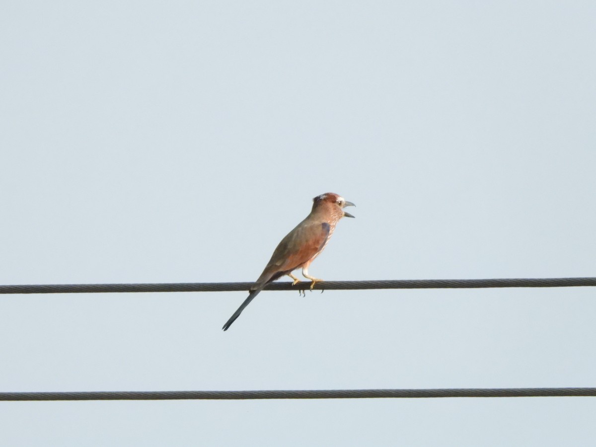 Rufous-crowned Roller - ML612013544