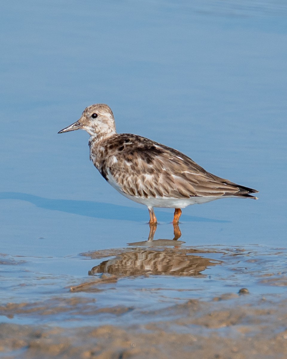 Ruddy Turnstone - ML612013550