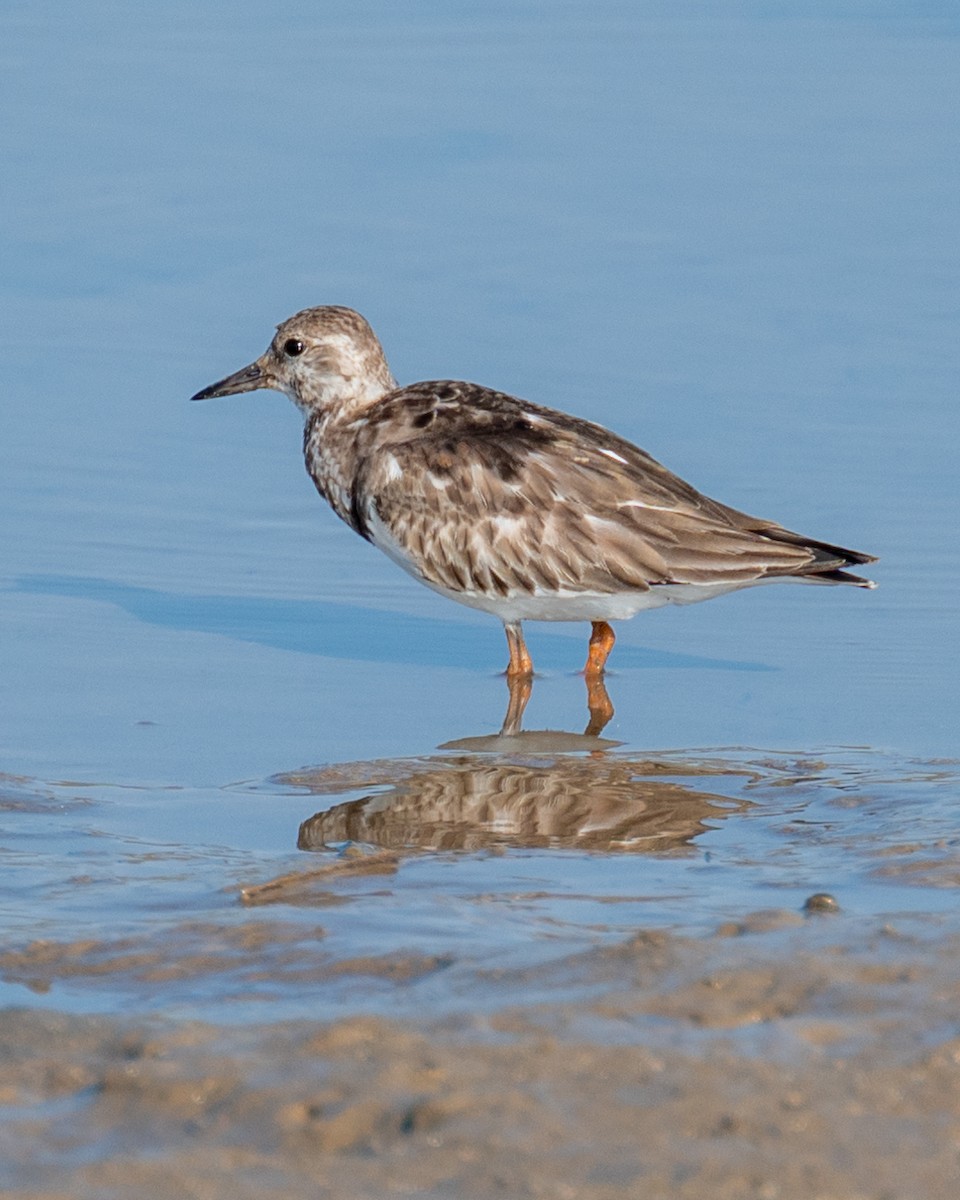 Ruddy Turnstone - ML612013551