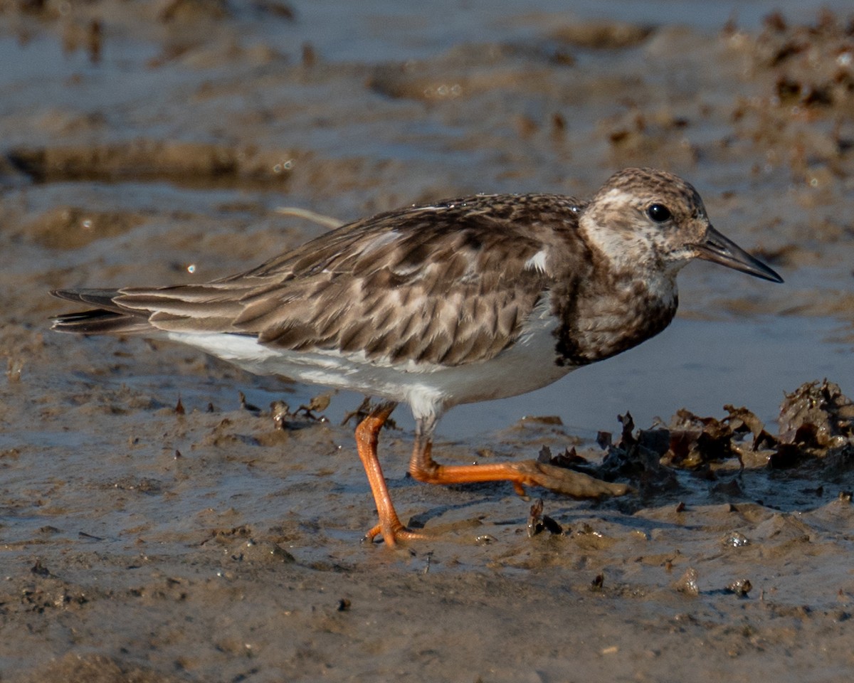 Ruddy Turnstone - ML612013561