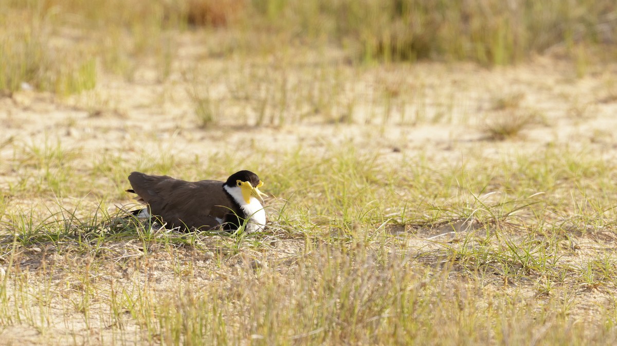 Masked Lapwing - ML612013657